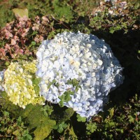 Hydrangea macrophylla (Thunb.) Ser.